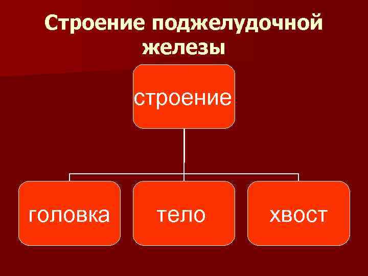 Строение поджелудочной железы строение головка тело хвост 