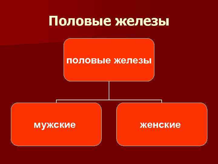 Половые железы половые железы мужские женские 
