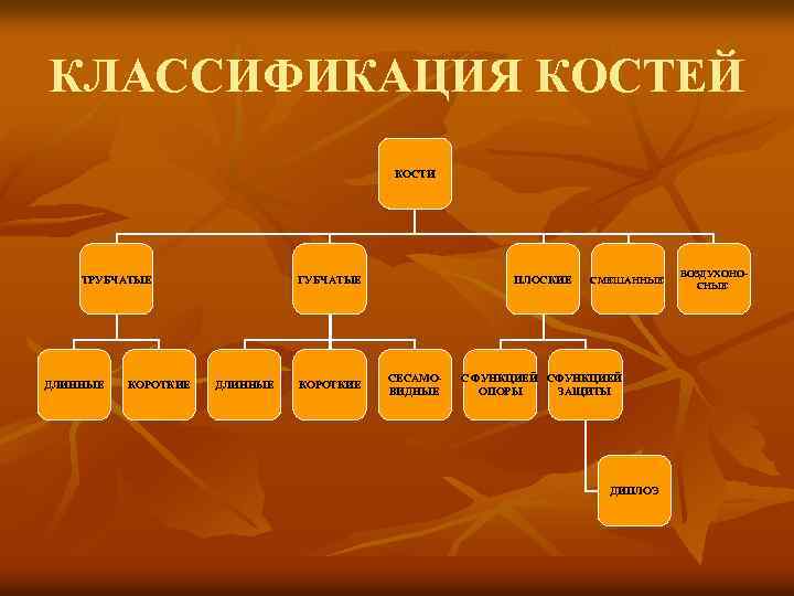 КЛАССИФИКАЦИЯ КОСТЕЙ КОСТИ ТРУБЧАТЫЕ ДЛИННЫЕ КОРОТКИЕ ГУБЧАТЫЕ ДЛИННЫЕ КОРОТКИЕ ПЛОСКИЕ СЕСАМОВИДНЫЕ СМЕШАННЫЕ С ФУНКЦИЕЙ