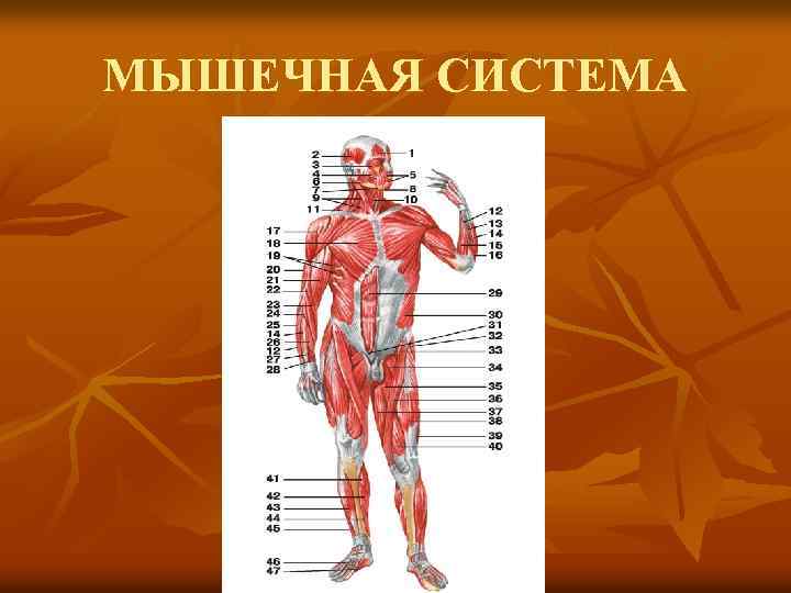 МЫШЕЧНАЯ СИСТЕМА 