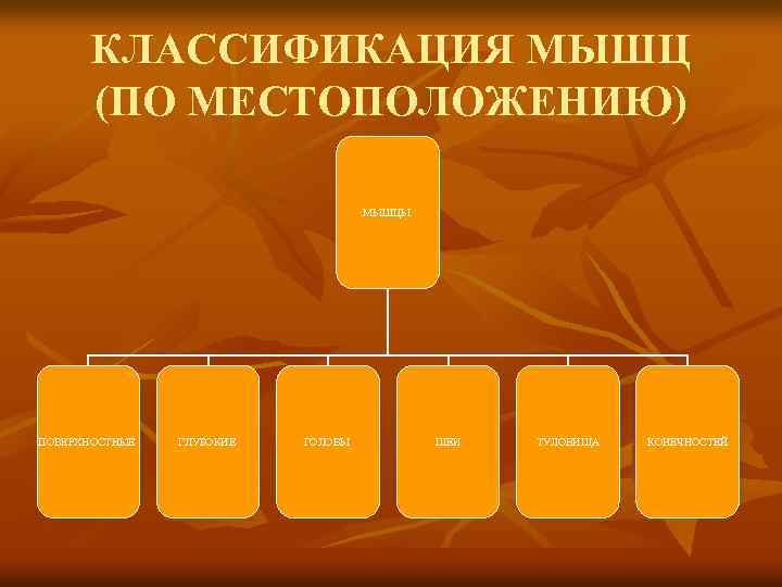 КЛАССИФИКАЦИЯ МЫШЦ (ПО МЕСТОПОЛОЖЕНИЮ) МЫШЦЫ ПОВЕРХНОСТНЫЕ ГЛУБОКИЕ ГОЛОВЫ ШЕИ ТУЛОВИЩА КОНЕЧНОСТЕЙ 