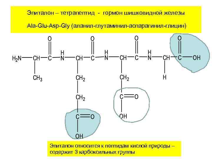 Эпиталон – тетрапептид - гормон шишковидной железы Ala-Glu-Asp-Gly (аланил-глутаминил-аспарагинил-глицин) Эпиталон относится к пептидам кислой Эпиталон – тетрапептид - гормон шишковидной железы Ala-Glu-Asp-Gly (аланил-глутаминил-аспарагинил-глицин) Эпиталон относится к пептидам кислой