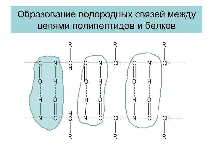 Образование водородных связей между цепями полипептидов и белков Образование водородных связей между цепями полипептидов и белков