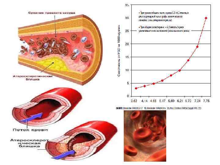  Образование желчных кислот Холестерол Хенодезоксихолевая (2 -ОН-группы) Холевая кислота ( 3 ОН-группы) Дезоксихолевая