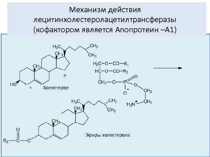  Схема образования таурохолевой кислоты таурин Холевая кислота Таурохолевая кислота 