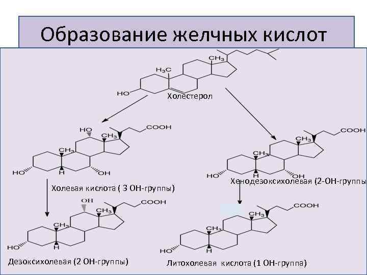  Эстрогены (фолликулярные гормоны) Эстрион Эстрадиол Эстрогены – природные фенолы, проявляющие антиоксидантное действие. Эстрогены
