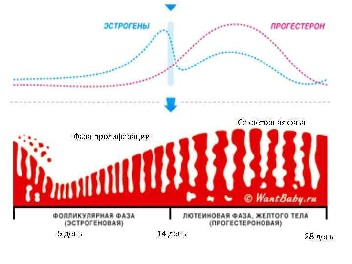  Нейромедиаторы играют важную роль в функционировании нервной ткани, обеспечивая синаптическую передачу нервного импульса.