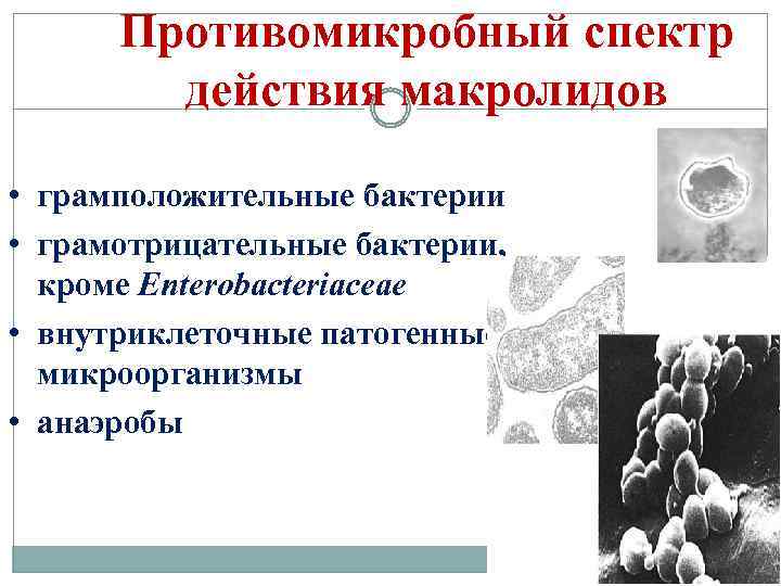 Противомикробный спектр действия макролидов • грамположительные бактерии • грамотрицательные бактерии, кроме Enterobacteriaceae • внутриклеточные