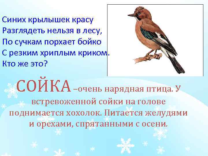 Синих крылышек красу Разглядеть нельзя в лесу, По сучкам порхает бойко С резким хриплым