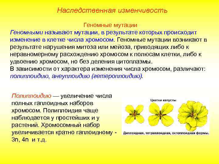 Наследственная изменчивость Геномные мутации Геномными называют мутации, в результате которых происходит изменение в клетке