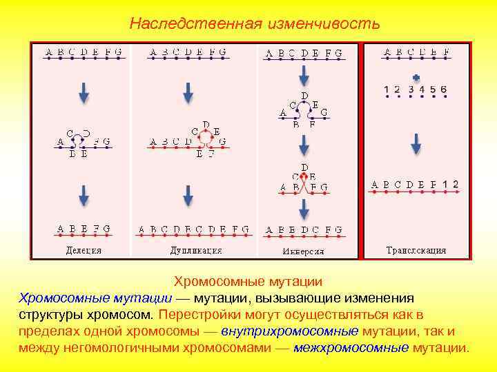 Наследственная изменчивость Хромосомные мутации — мутации, вызывающие изменения структуры хромосом. Перестройки могут осуществляться как