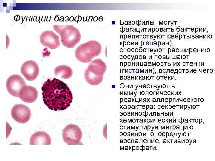Повышенные базофилы и эозинофилы в крови