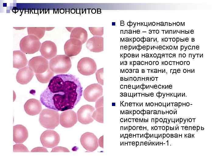 Моноцитов в крови 1. Название макрофагов в Красном костном мозге. Строение моноцитов крови. Моноциты строение и функции.