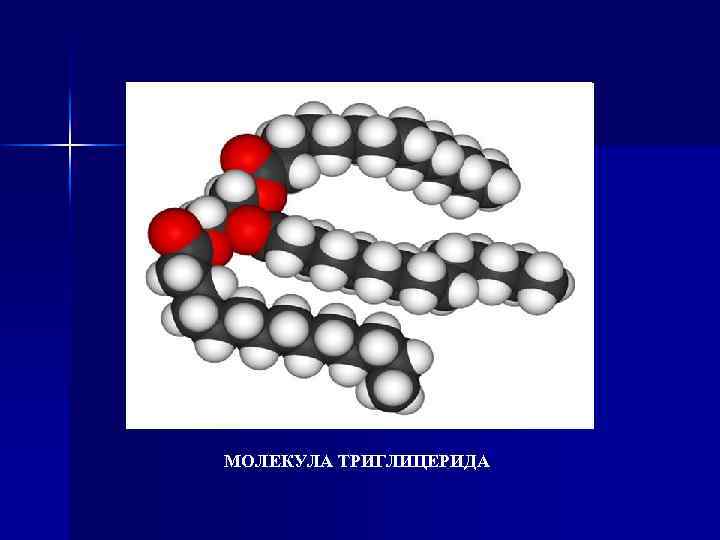 МОЛЕКУЛА ТРИГЛИЦЕРИДА 