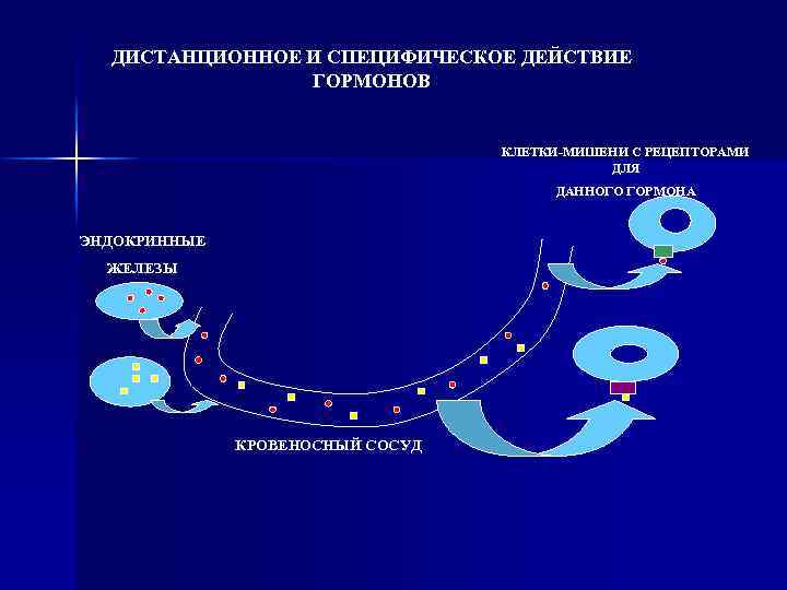 ДИСТАНЦИОННОЕ И СПЕЦИФИЧЕСКОЕ ДЕЙСТВИЕ ГОРМОНОВ КЛЕТКИ-МИШЕНИ С РЕЦЕПТОРАМИ ДЛЯ ДАННОГО ГОРМОНА ЭНДОКРИННЫЕ ЖЕЛЕЗЫ КРОВЕНОСНЫЙ