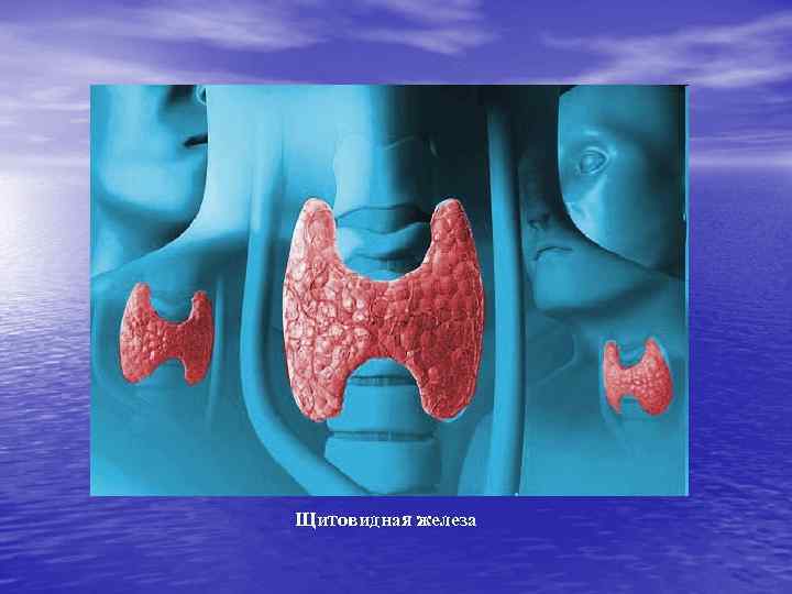 Щитовидная железа 
