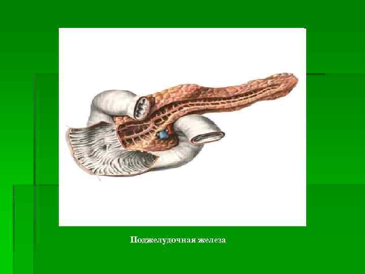 Поджелудочная железа 