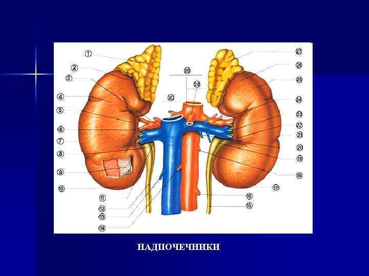 НАДПОЧЕЧНИКИ 