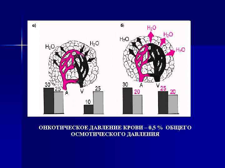 Онкотическое давление. Онкотическиедавление крови. Онкотичесеое давление кровикрови. Онкотического давления крови.