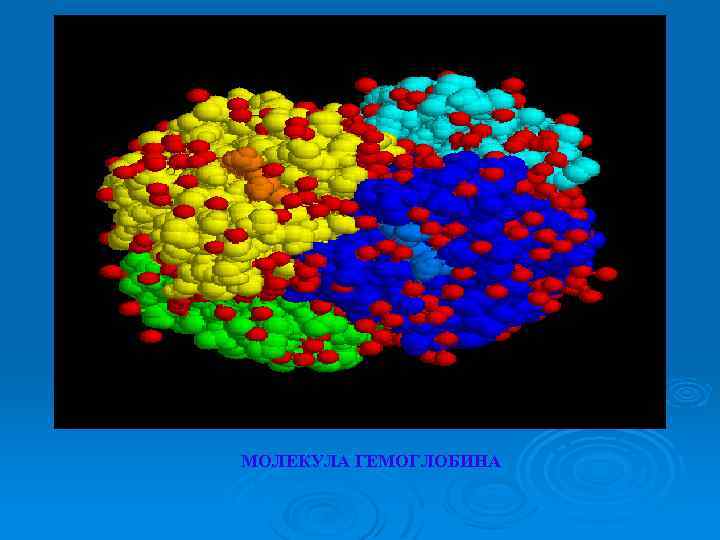 МОЛЕКУЛА ГЕМОГЛОБИНА 
