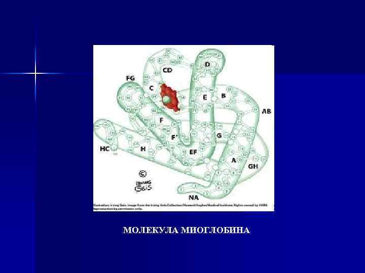 МОЛЕКУЛА МИОГЛОБИНА 