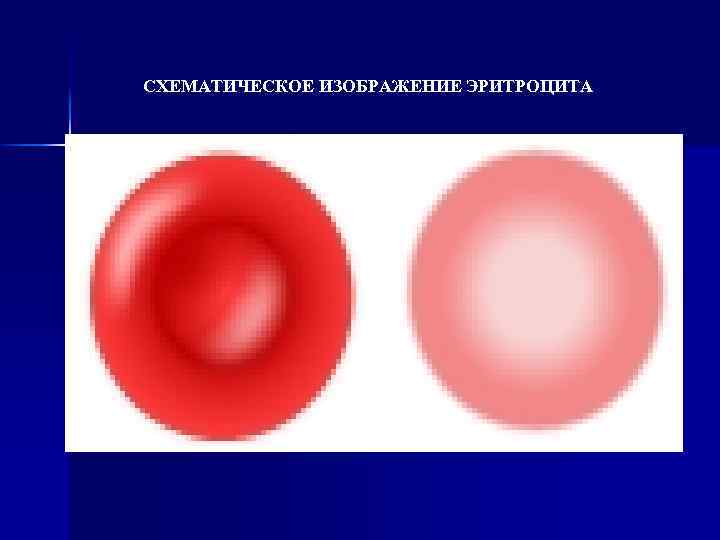 СХЕМАТИЧЕСКОЕ ИЗОБРАЖЕНИЕ ЭРИТРОЦИТА 