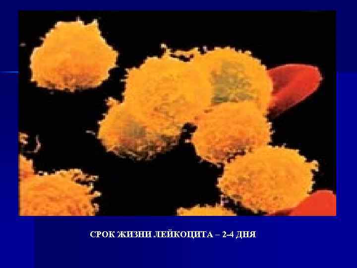 СРОК ЖИЗНИ ЛЕЙКОЦИТА – 2 -4 ДНЯ 