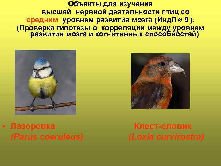 Объекты для изучения высшей нервной деятельности птиц со средним уровнем развития мозга (Инд. П
