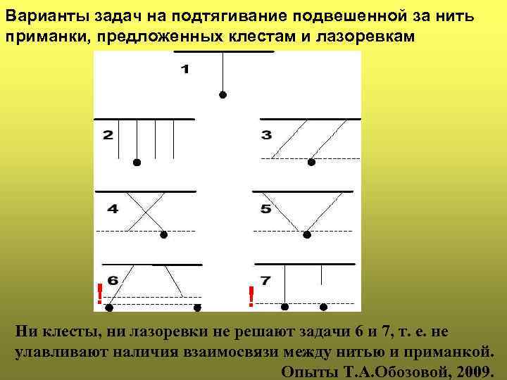 Варианты задач на подтягивание подвешенной за нить приманки, предложенных клестам и лазоревкам ! !