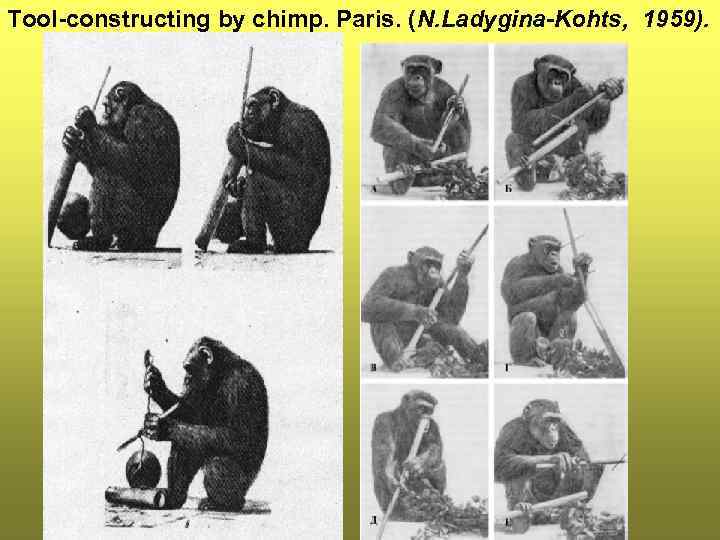 Tool-constructing by chimp. Paris. (N. Ladygina-Kohts, 1959). 