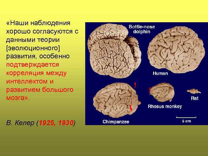  «Наши наблюдения хорошо согласуются с данными теории [эволюционного] развития, особенно подтверждается корреляция между