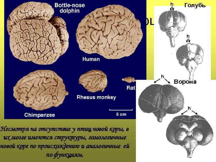 h Голубь Мозг млекопитающих Несмотря на отсутствие у птиц новой коры, в их мозге