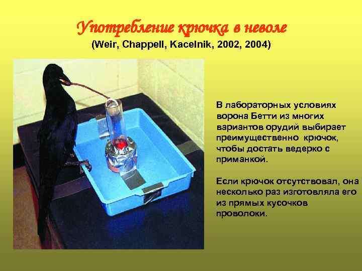 Употребление крючка в неволе (Weir, Chappell, Kacelnik, 2002, 2004) В лабораторных условиях ворона Бетти