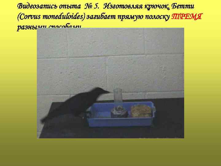 Видеозапись опыта № 5. Изготовляя крючок, Бетти (Corvus moneduloides) загибает прямую полоску ТРЕМЯ разными