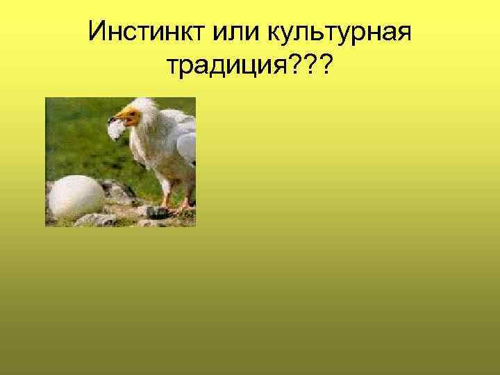Инстинкт или культурная традиция? ? ? 