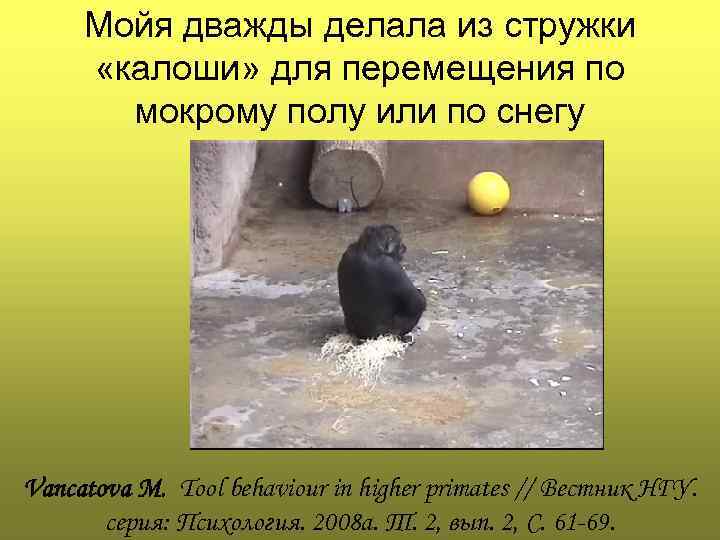 Мойя дважды делала из стружки «калоши» для перемещения по мокрому полу или по снегу