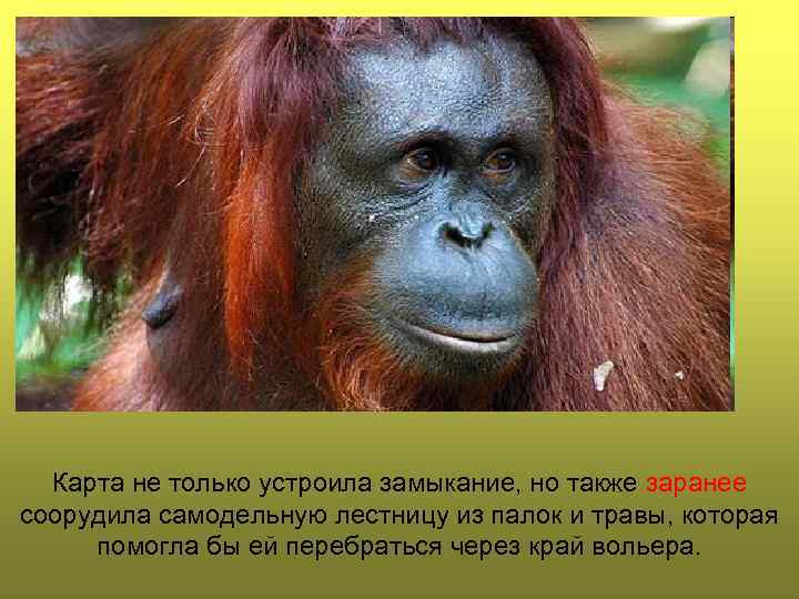 Карта не только устроила замыкание, но также заранее соорудила самодельную лестницу из палок и