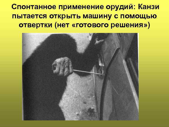 Спонтанное применение орудий: Канзи пытается открыть машину с помощью отвертки (нет «готового решения» )