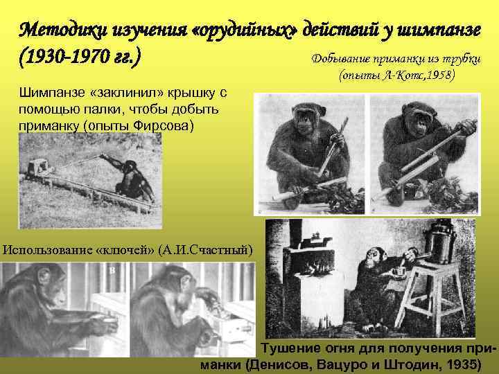 Методики изучения «орудийных» действий у шимпанзе Добывание приманки из трубки (1930 -1970 гг. )