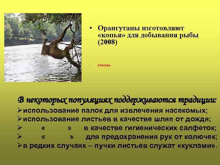  • Орангутаны изготовляют «копья» для добывания рыбы (2008) • ССЫЛКА В некоторых популяциях