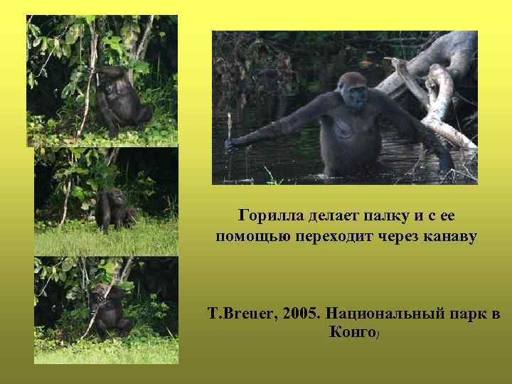Горилла делает палку и с ее помощью переходит через канаву T. Breuer, 2005. Национальный