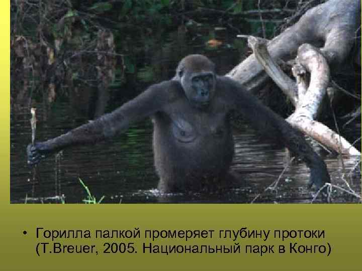  • Горилла палкой промеряет глубину протоки (T. Breuer, 2005. Национальный парк в Конго)