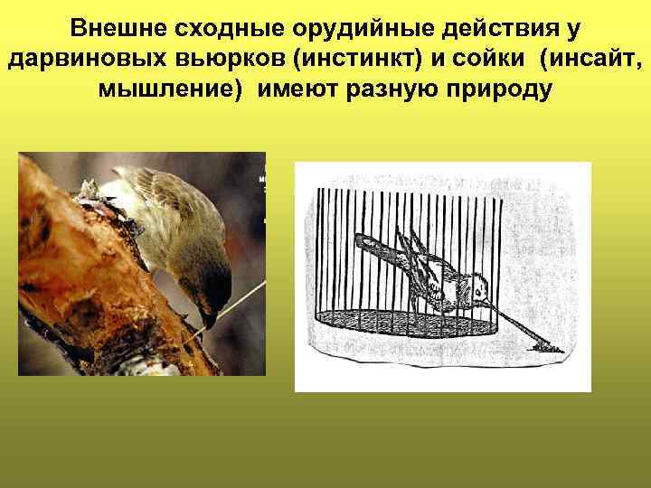 Внешне сходные орудийные действия у дарвиновых вьюрков (инстинкт) и сойки (инсайт, мышление) имеют разную