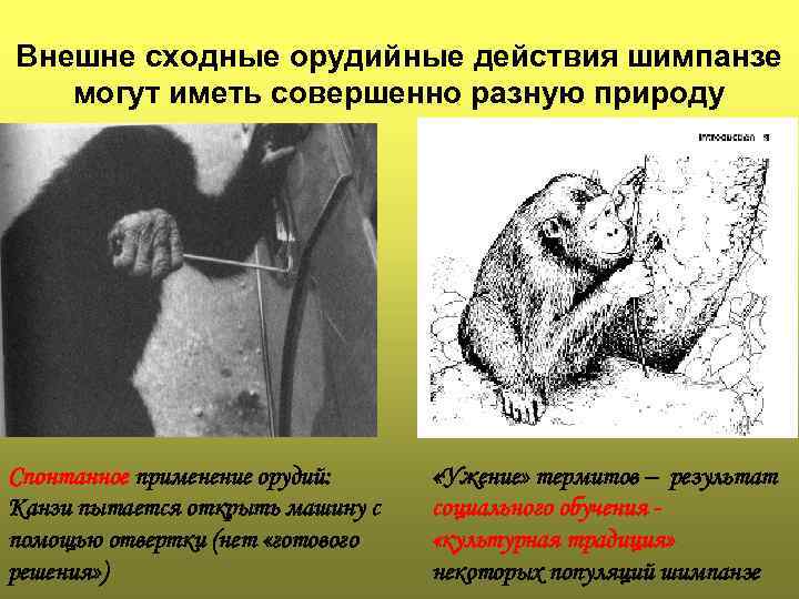 Внешне сходные орудийные действия шимпанзе могут иметь совершенно разную природу Спонтанное применение орудий: Канзи