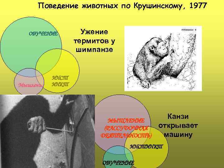 Поведение животных по Крушинскому, 1977 ОБУЧЕНИЕ Мышление Ужение термитов у шимпанзе ИНСТ ИНКТ МЫШЛЕНИЕ