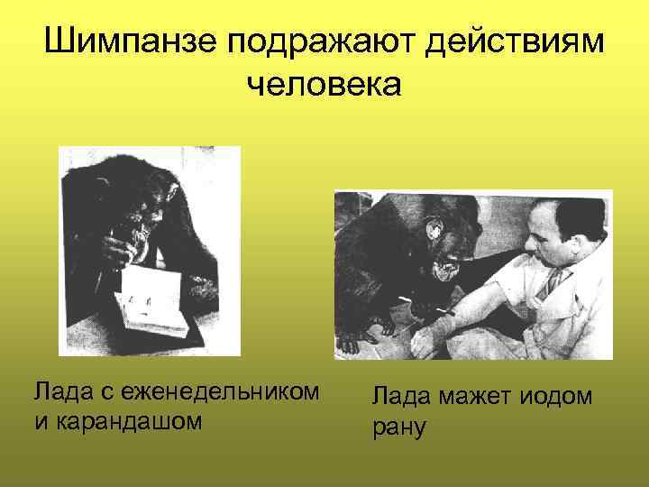 Шимпанзе подражают действиям человека Лада с еженедельником и карандашом Лада мажет иодом рану 
