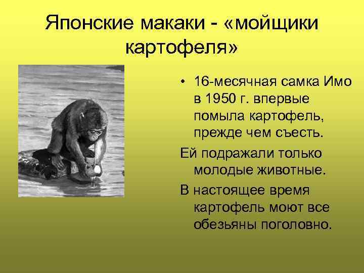 Японские макаки «мойщики картофеля» • 16 месячная самка Имо в 1950 г. впервые помыла