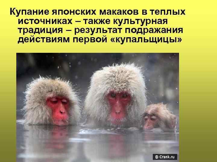 Купание японских макаков в теплых источниках – также культурная традиция – результат подражания действиям