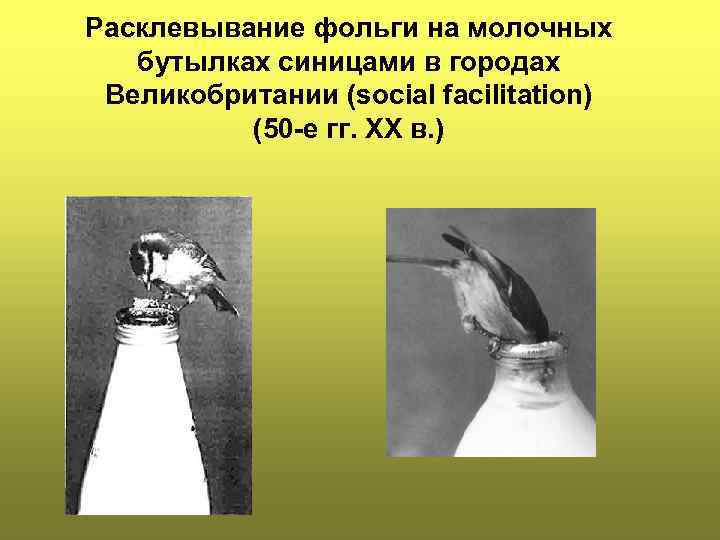Расклевывание фольги на молочных бутылках синицами в городах Великобритании (social facilitation) (50 -е гг.