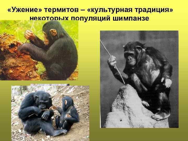  «Ужение» термитов – «культурная традиция» некоторых популяций шимпанзе 